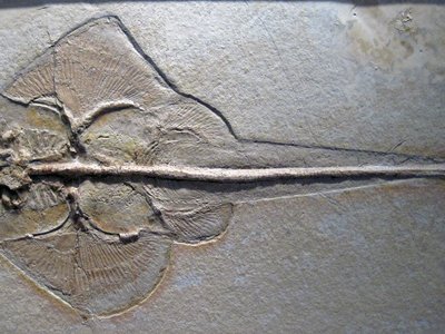 Little Guitarfish