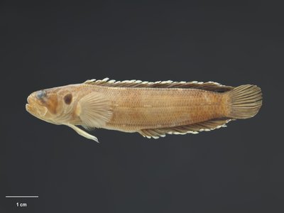Little Rockfish