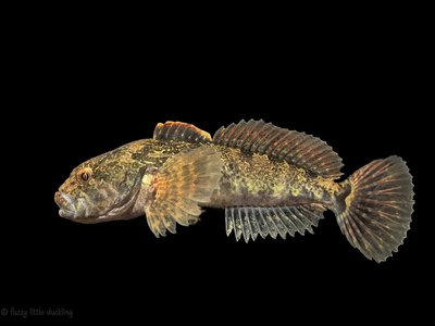 Little Sculpin