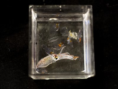 Little Squid