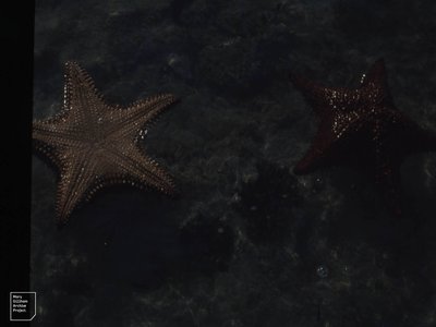 Little Starfish