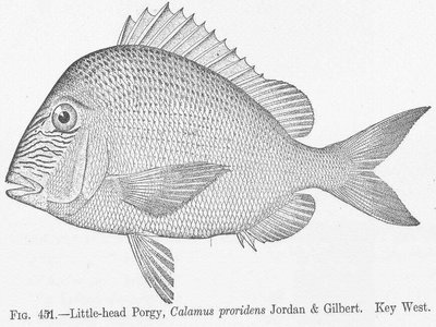 Littlehead Porgy
