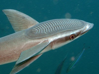 Live Sharksucker