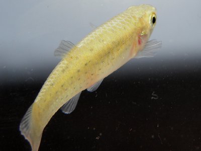 Livebearer