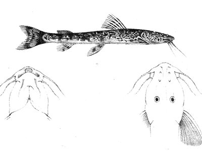 Loach Catfish