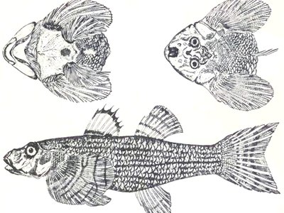 Loach goby