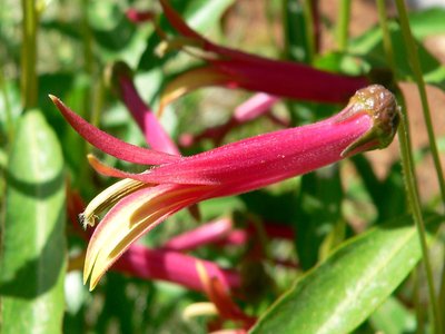 Lobelia