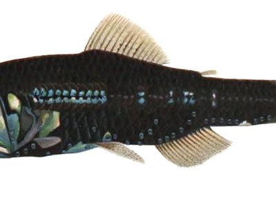 Lobianchia gemellarii