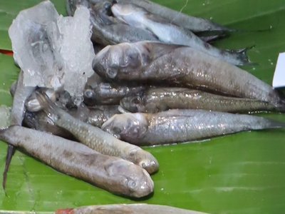 Local Goby