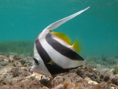 Longfin Bannerfish