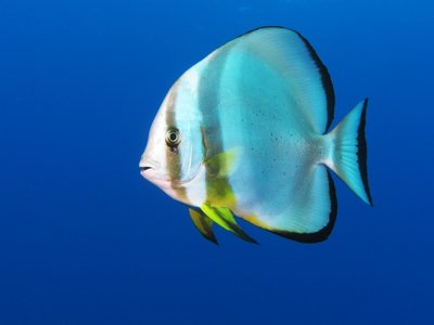 Longfin Batfish