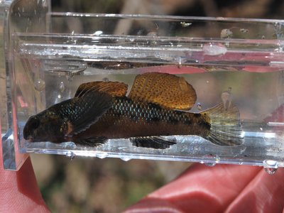 Longfin Darter