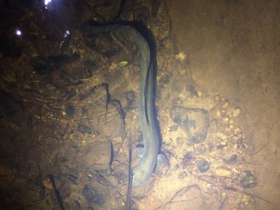 Longfin Eel