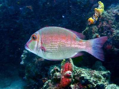Longfin Emperor