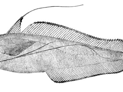 Longfin Hake