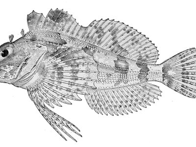 Longfin Irish Lord