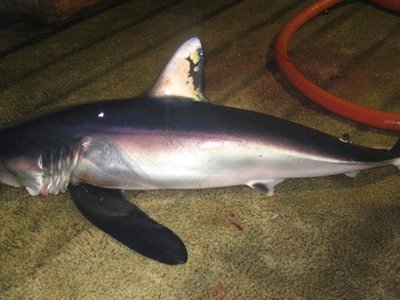 Longfin Mako Shark