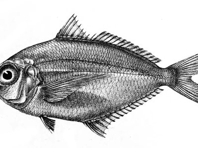 Longfin Mojarra