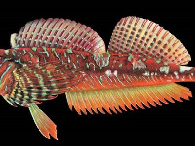 Longfin Sculpin