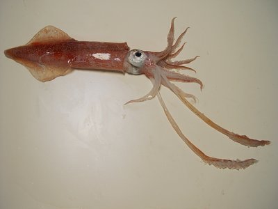 Longfin Squid