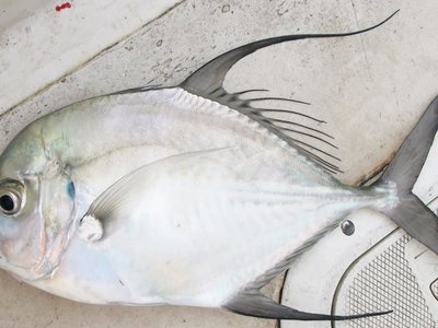 Longfin Trevally