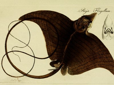 Longheaded Eagle Ray
