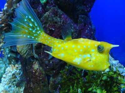 Longhorn Cowfish