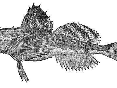 Longhorn Sculpin