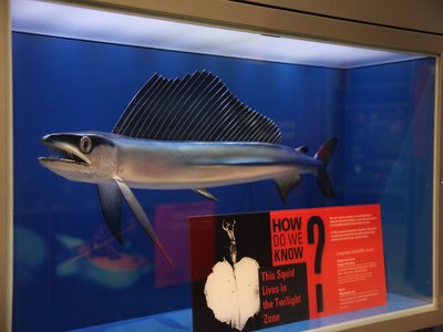Longnose Lancetfish
