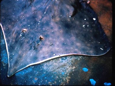 Longnose Skate