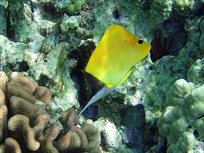 Longnose Wrasse