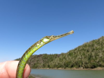 Longsnout Pipefish