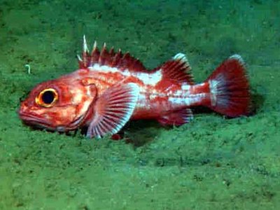 Longspine Thornyhead