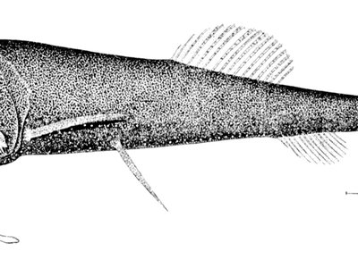 Loosejaw