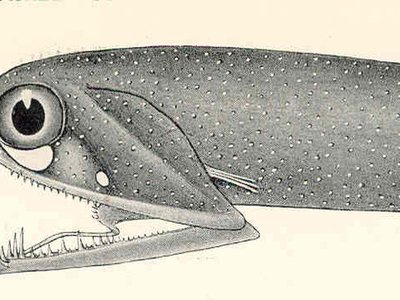 Loosejaws