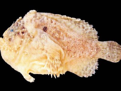 Lophiocharon