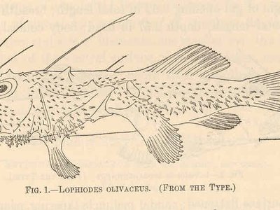 Lophiodes