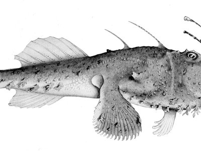 Lophiomus