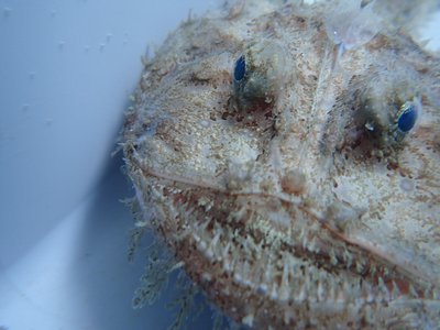 Lophius budegassa