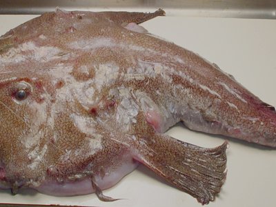 Lophius gastrophysus