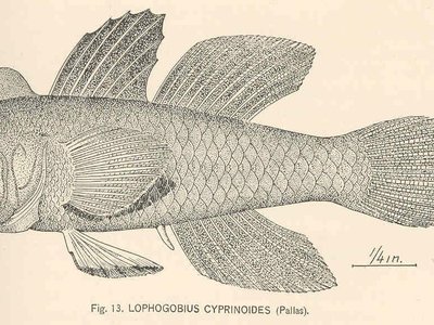 Lophogobius