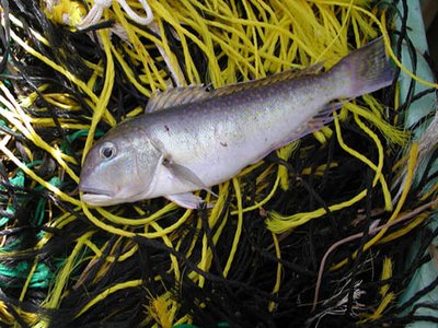Lopholatilus chamaeleonticeps