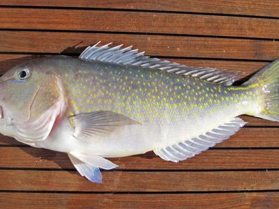 Lopholatilus