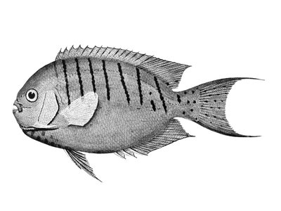 Lord Howe Island Angelfish