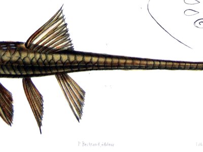 Loricaria