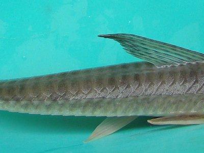 Loricariichthys