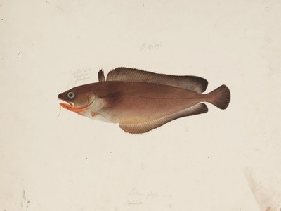 Lotella