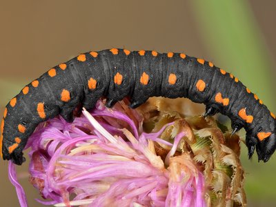 Lucifuga