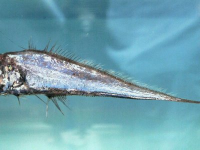 Luminous Hake