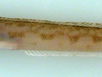 Lumpenus
